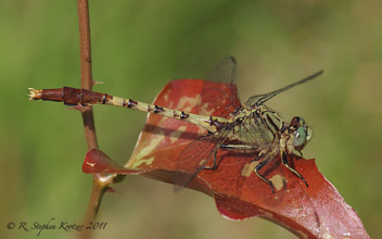 Arigomphus submedianus, male